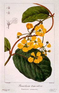 Banisteria: B. tormentosa, pub. 1836