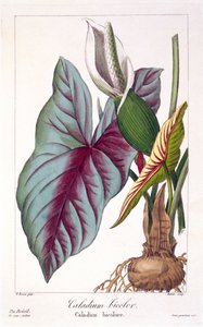Caladium bicolor by Panacre Bessa