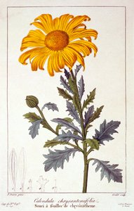 Calendula officinalis Pot Marigold, pub. 1836