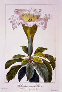 Chalice Vine