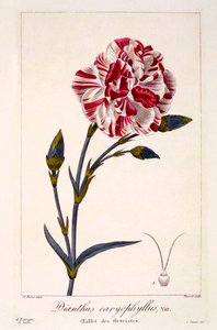 Dianthus Caryophyllus by Panacre Bessa
