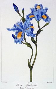 Fringed Iris, pub. 1836