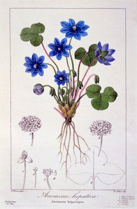 Hepatica Nobilis