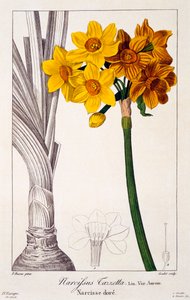 Narcissus Tazetta