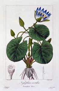 Nymphaea caerulea, pub. 1836 by Panacre Bessa
