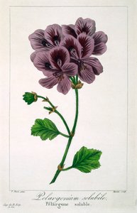 Pelargonium by Panacre Bessa