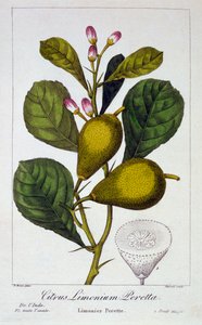 Peretta Lemon