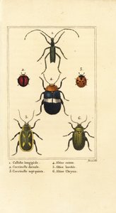 Callidium longipes, ladybirds, flea beetles