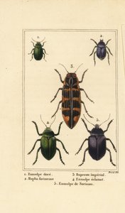 Dogbane beetle, Hoplia argentea, banksia jewel beetle, Eumolpus beetles by Pancrace (after) Bessa