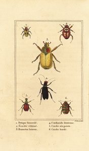 Dytiscus bimaculatus, scarab, cockchafer, Melolontha melolontha, Cantharis beetle, Carabus sexpunciatus, and Omophron limbatum by Pancrace (after) Bessa