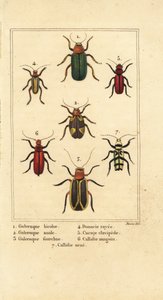 Leaf Beetles, Galeruca species, Aulacophora analis, Cyclotrypema furcata, Donacia vittata, Flat Bark Beetle, Cucujus clavipes, Pyrrhidium sanguineum and Chlorophorus varius