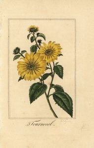 Sunflower by Pancrace (after) Bessa
