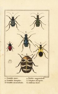 Tiger beetles and varied carpet beetle