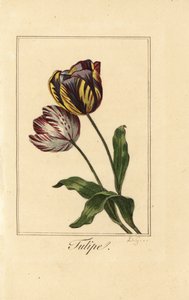 Varieties of tulip, Tulipa gesneriana