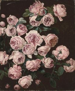 A Rosebush