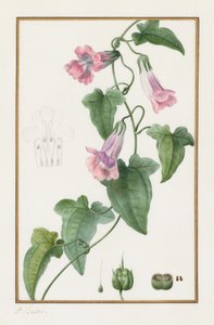 Botanical: Maurandia Semperflorens