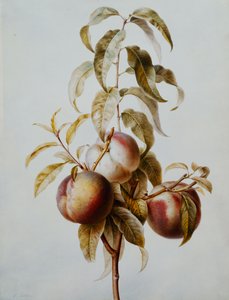 Three Peaches on a Branch