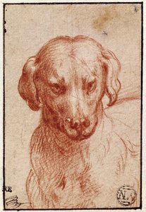 Head of a Dog by Parmigianino