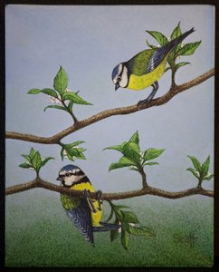 Bluetits by Pat Scott