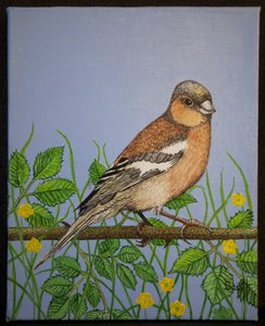 Chaffinch