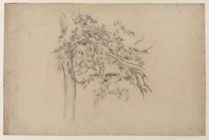 Study of a Tree (c.1885-87) by Paul Cézanne