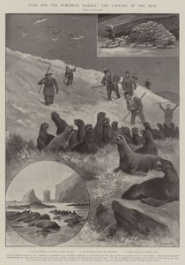 Furs for the European Market, the Capture of the Seal