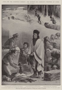 Furs for the European Market, the Hudson Bay Company