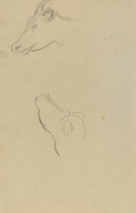 Head of a Cow