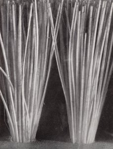Bristles of a Clothes Brush