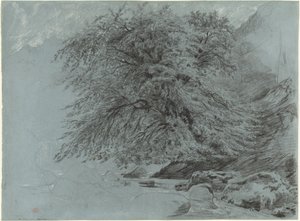 A Wild Beech in Full Leaf