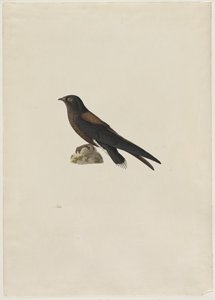 Needle-Tailed Swift Hirundapus Caudaculus by Paul Huet