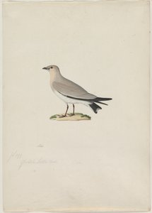 Small Pratincole Glareola lactea, 1800s