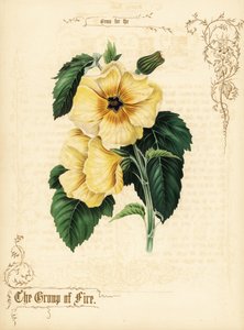 Yellow Hibiscus Flowers and Foliage