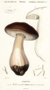 Cep, Penny Bun, Porcino or Porcini Mushroom, Boletus edulis (engraving) by Paul Louis Oudart