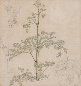 Study of Cow Parsley by Paul Sandby