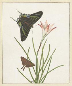 Two Butterflies by a Lily