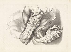 Anatomical Studies of Arms