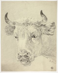 Head of Cow