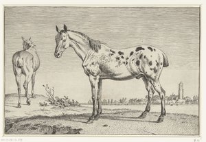 The Cropped Horse by Paulus Potter