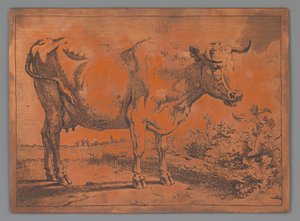 Cow by Paulus Potter