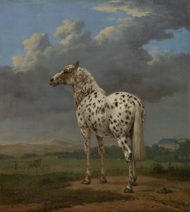 Piebald Horse