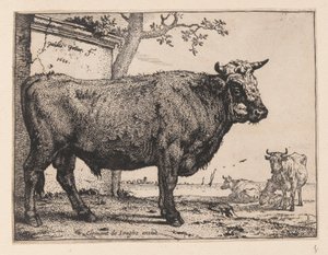 The Bull, from Various Oxen and Cows
