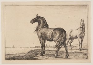 The Cropped Horse, from Series of Horses