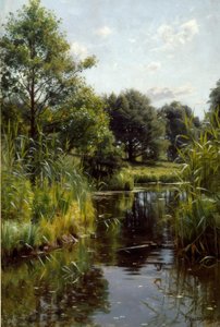 Reeds by the Lake