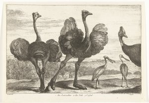 Ostriches, Cassowary, and Spoonbill by Peeter Boel (attributed to)