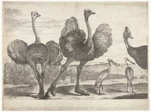 Ostriches, Cassowary, and Spoonbill Birds from the Menagerie of Versailles (series title) by Peeter Boel (attributed to)