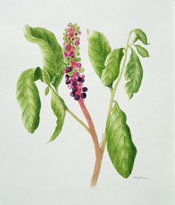 Phytolacca by Peggy Wyatt