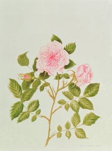 Rosa var: Gertrude Jekyll by Peggy Wyatt