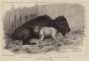Bison and calf at London Zoo