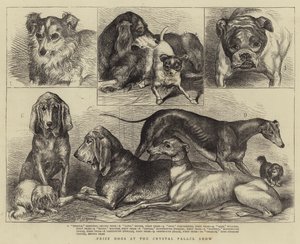 Prize Dogs at the Crystal Palace Show